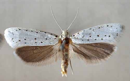 Spindle Ermine Moth reference