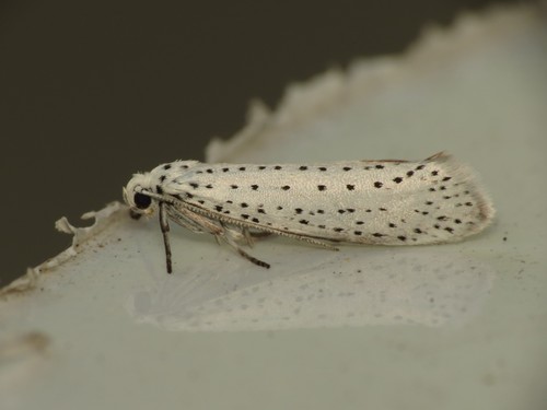 Bird-cherry Ermine Moth reference