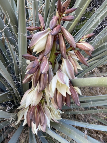 Banana Yucca reference