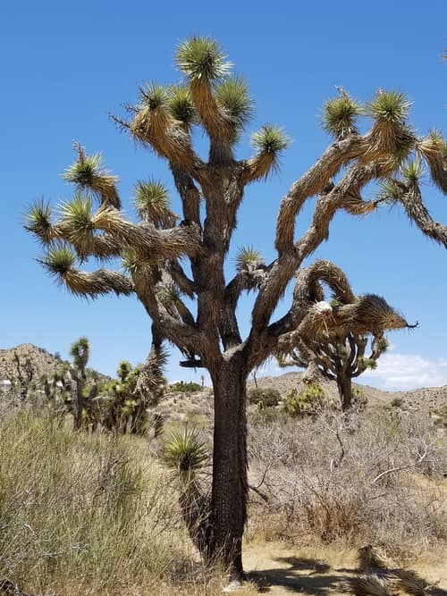 Joshua Tree reference