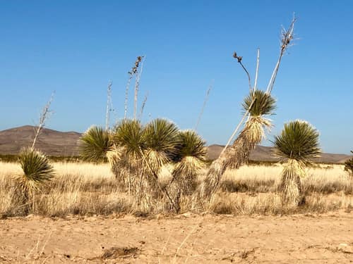 Soaptree Yucca reference