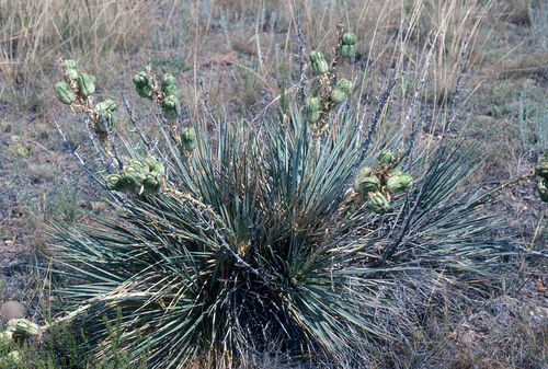 Soapweed Yucca reference