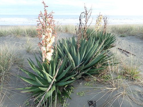 Moundlily Yucca reference