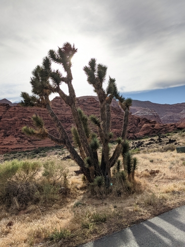 Eastern Joshua Tree reference