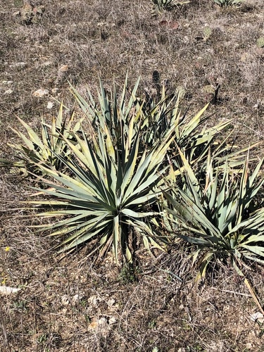 Pale Yucca reference
