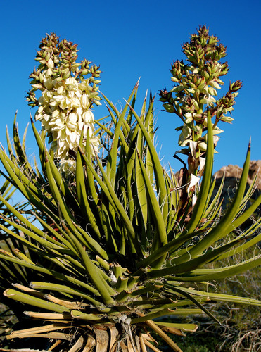 Mojave Yucca reference