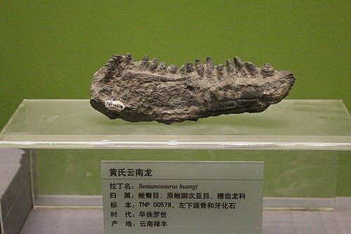 Yunnanosaurus reference