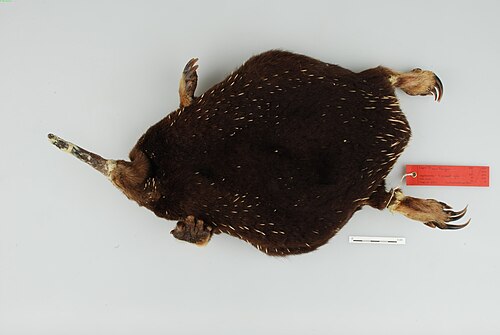 Sir David's Long-beaked Echidna reference