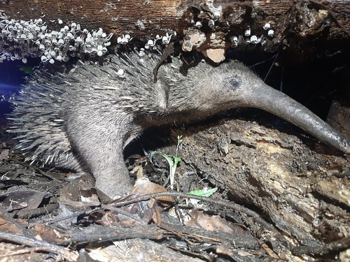 Western Long-beaked Echidna reference