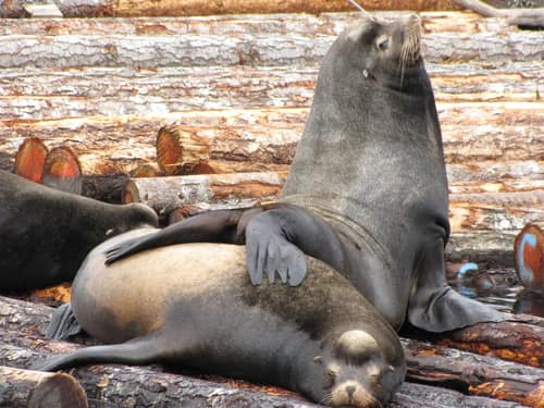 California Sea Lion reference