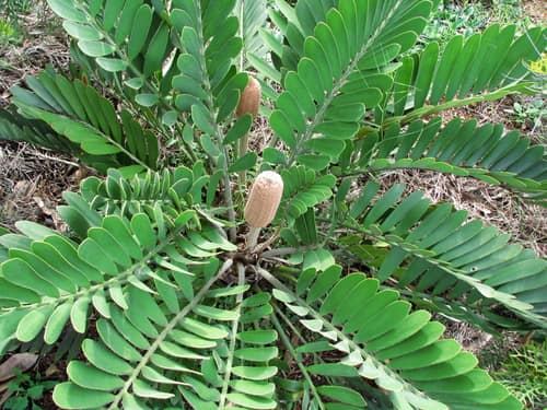 Cardboard Palm reference