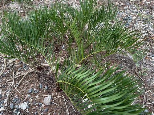 Coontie reference