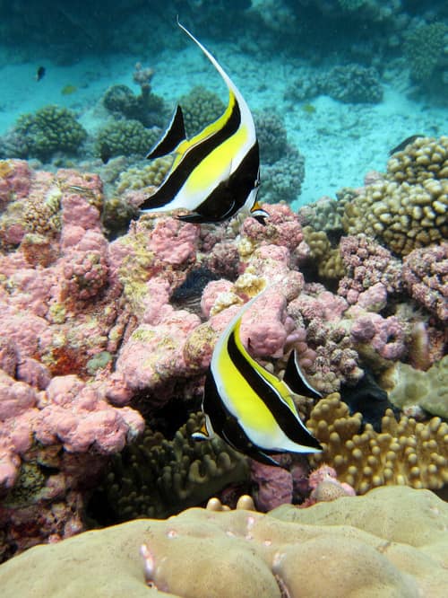 Moorish Idol reference