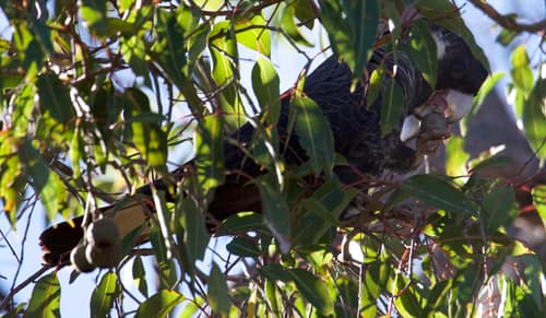 Baudin's Black Cockatoo reference