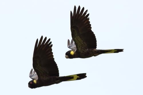 Yellow-Tailed Black Cockatoo reference