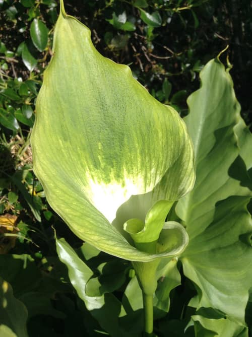 Calla Lily reference