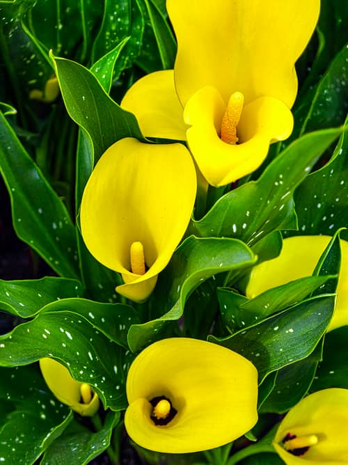Golden Calla Lily reference