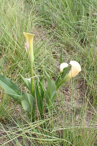 Pink Calla Lily reference