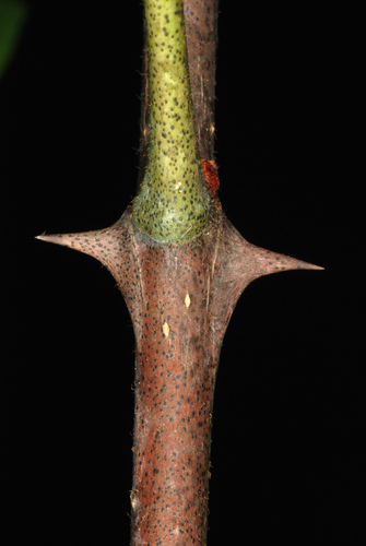 Common Prickly-ash reference