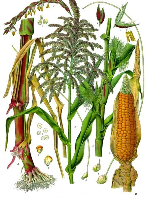 Balsas Teosinte reference