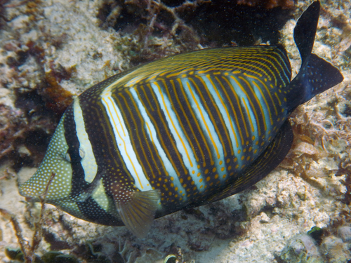 Desjardin's Sailfin Tang reference