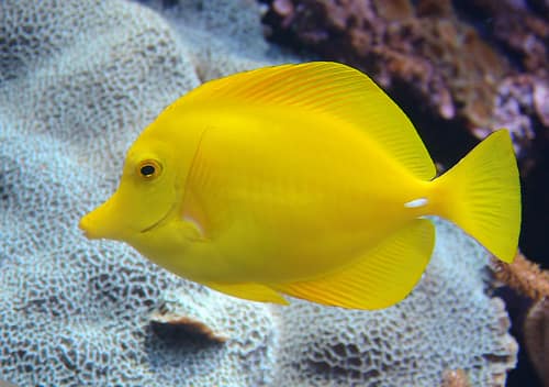 Yellow Tang reference