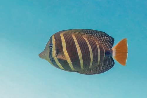 Sailfin Tang reference