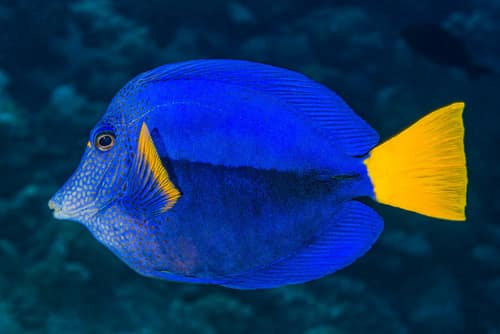 Purple Tang reference