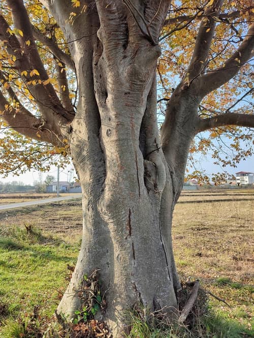 Caucasian Zelkova reference
