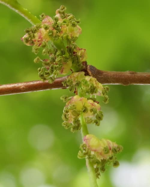 Japanese Zelkova reference