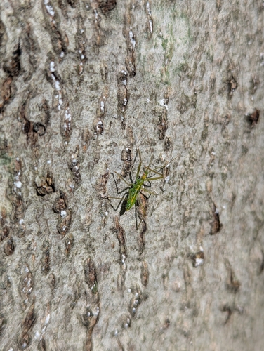 Pale Green Assassin Bug reference