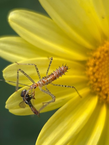 Leafhopper Assassin Bug reference