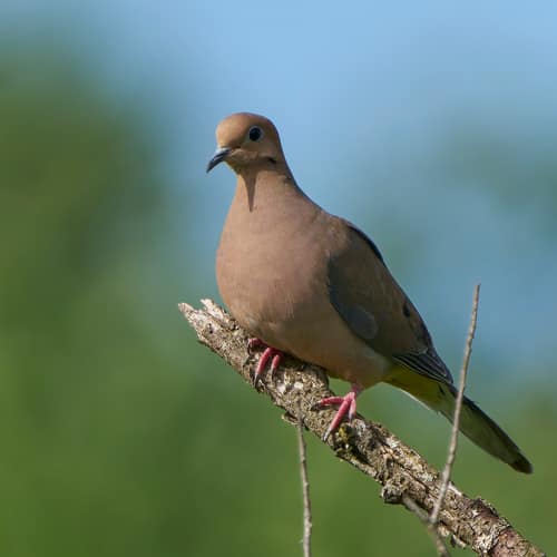 Mourning Dove reference