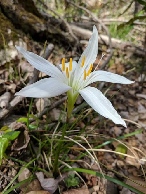 Atamasco Lily reference