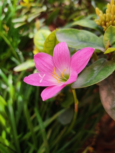 Large Pink Rain Lily reference
