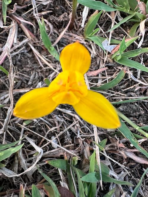 Yellow Rain Lily reference