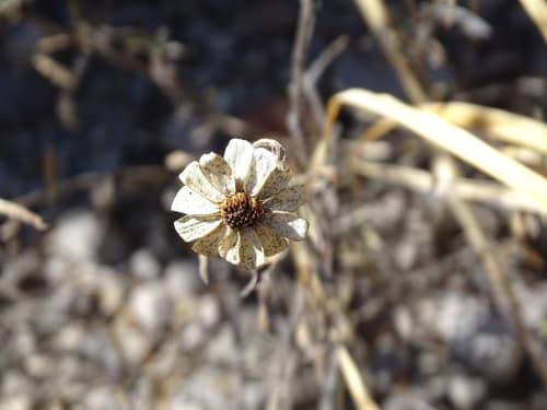 Narrowleaf Zinnia reference