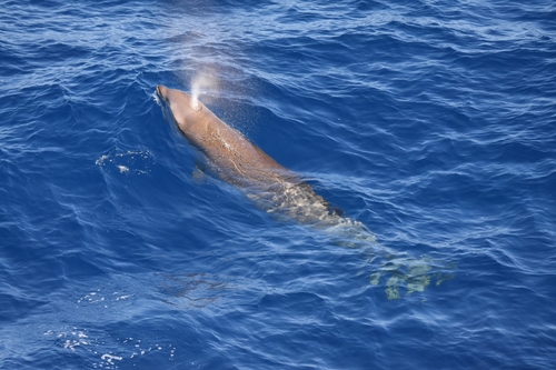 Cuvier's Beaked Whale reference