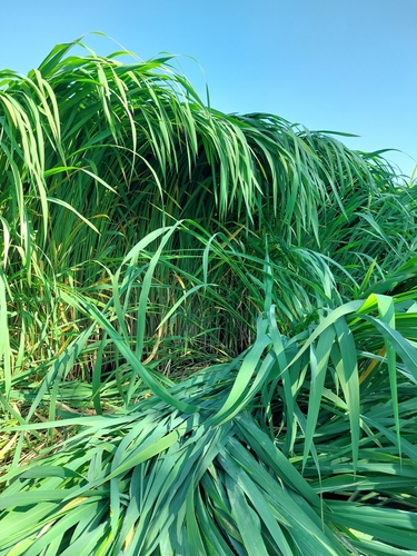 Manchurian Wild Rice reference