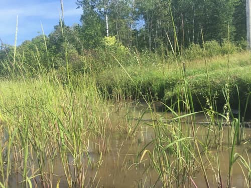 Northern Wild Rice reference
