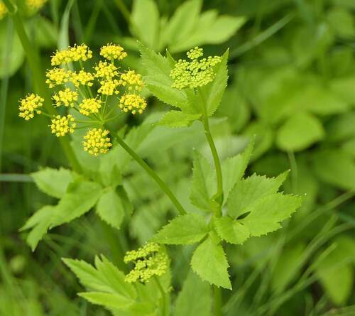 Golden Alexanders reference