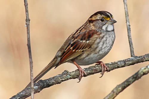 White-throated Sparrow reference