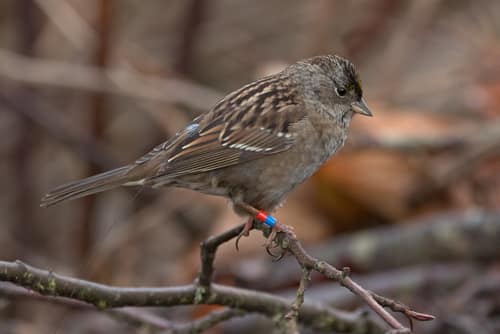 Golden-crowned Sparrow reference