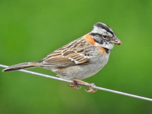 Rufous-collared Sparrow reference