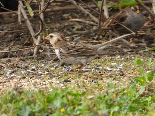 Harris's Sparrow reference
