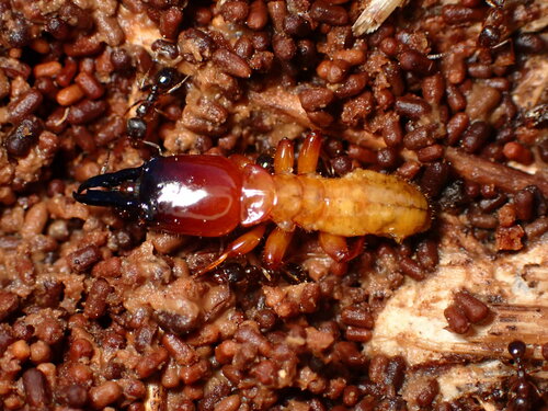 Pacific Dampwood Termite reference