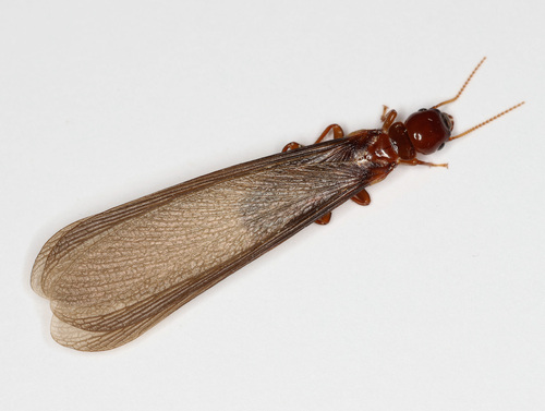 Nevada Dampwood Termite reference