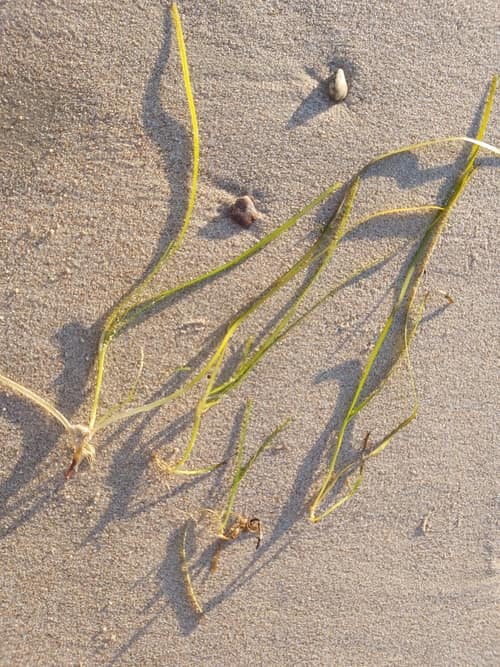 Eelgrass reference