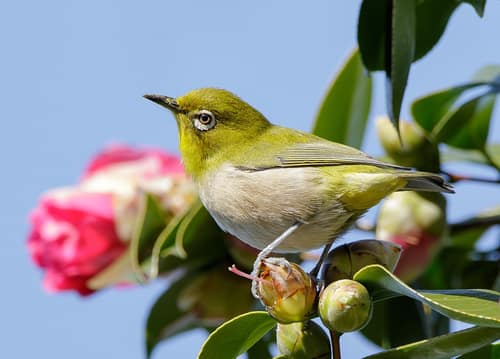 Japanese White-Eye reference