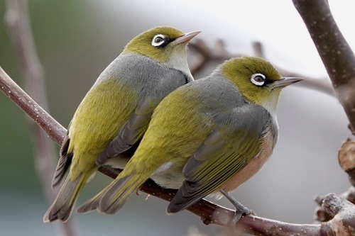 Silvereye reference